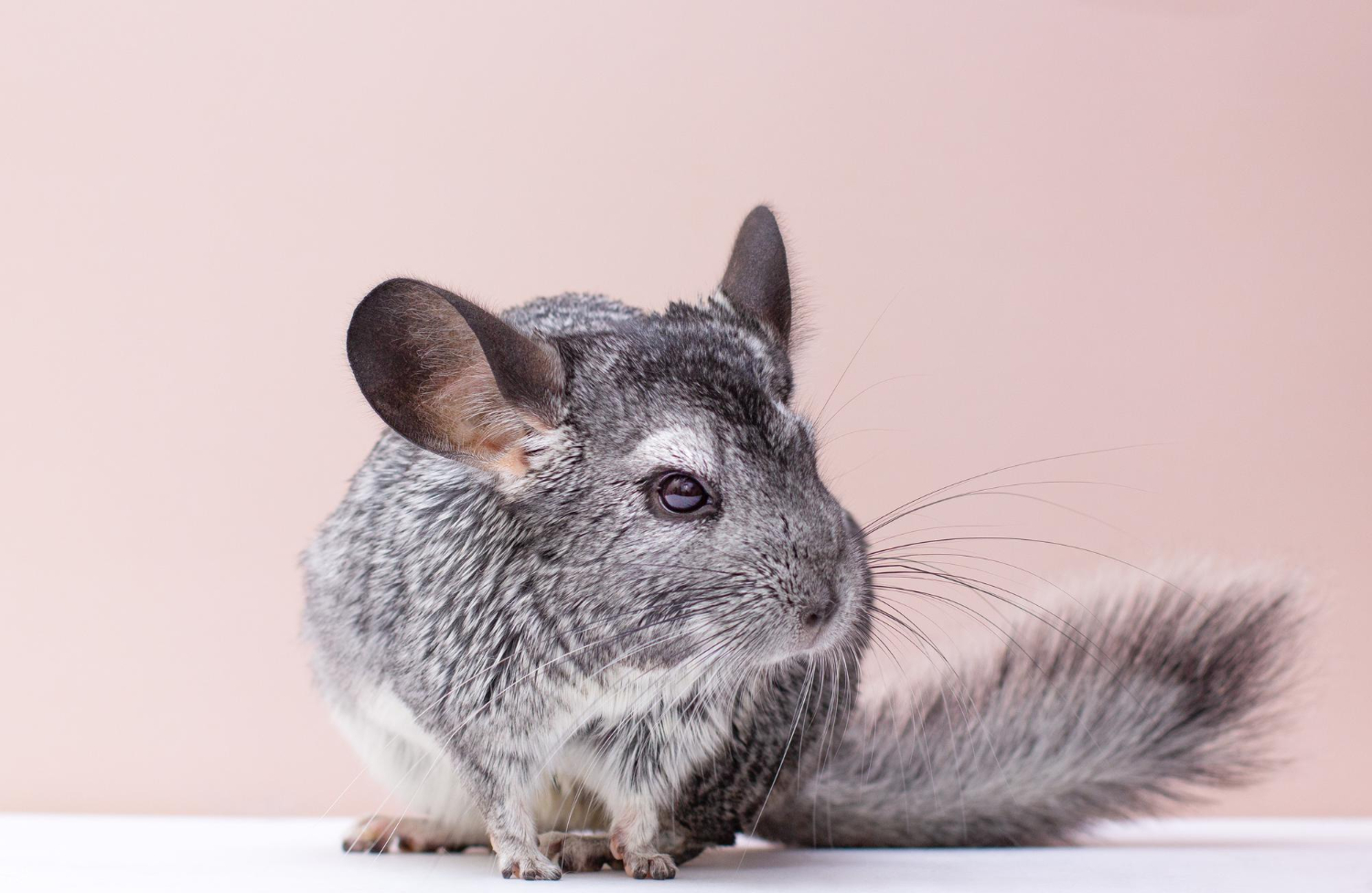 ชินชิลล่า (Chinchilla) คืออะไร นิสัยเป็นยังไง