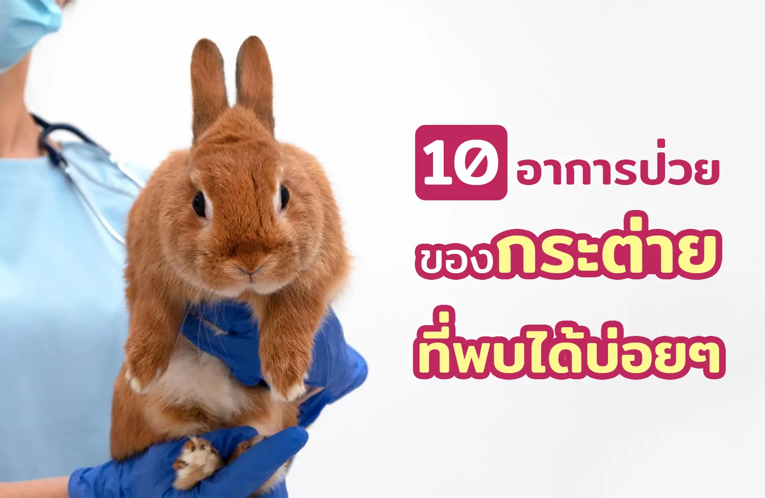 10 อาการกระต่ายป่วย 