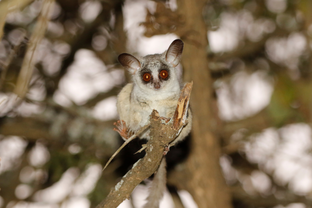 ทำความรู้จักกับ Bushbaby