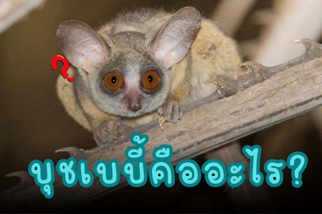 บุชเบบี้ คือสัตว์แบบไหน เข้าใจและรู้จักกับ bushbaby