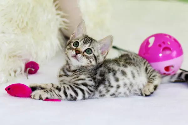 Egyptian Mau ลายคล้ายเสือดาว