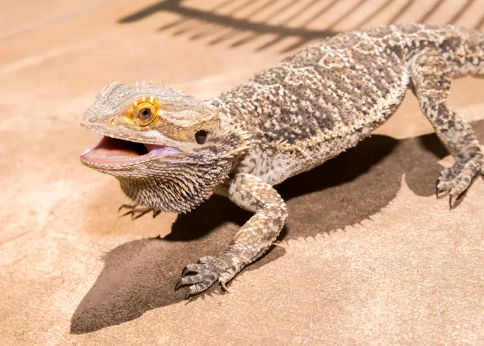 Inland bearded dragon