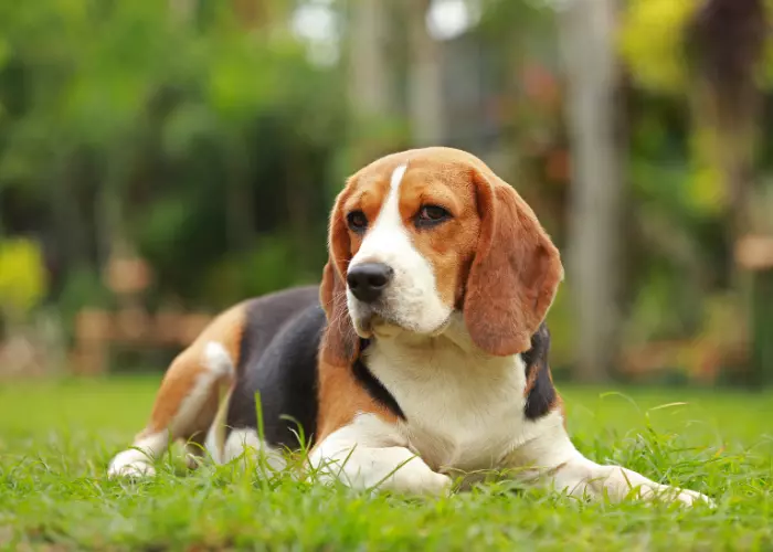 บีเกิ้ล (Beagle) นิสัยเชื่อง