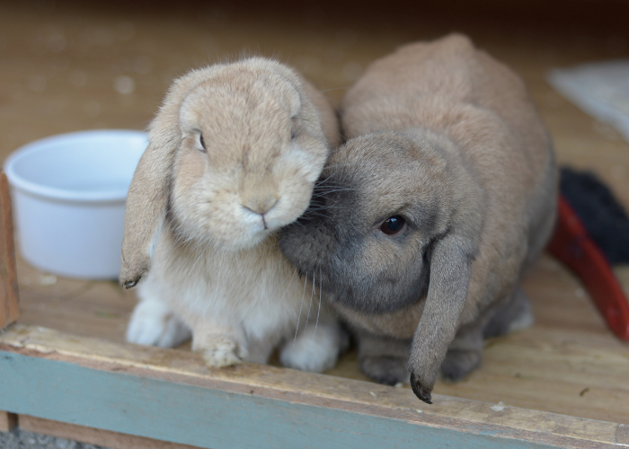 สายพันธุ์กระต่ายแคระฮอลแลนด์ (Holland Lop) 