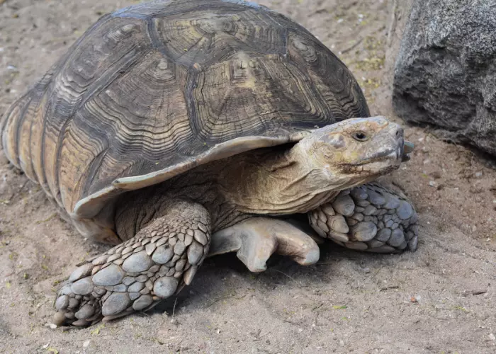 เต่าซูลคาต้า (Sulcata Tortoise) ที่อยู่ ที่เลี้ยง