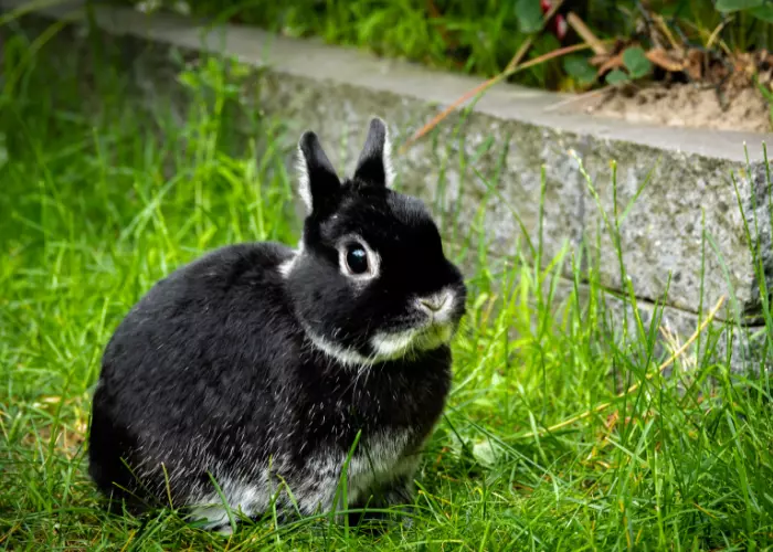 เนเธอร์แลนด์ดวาร์ฟ (Netherland Dwarf) 