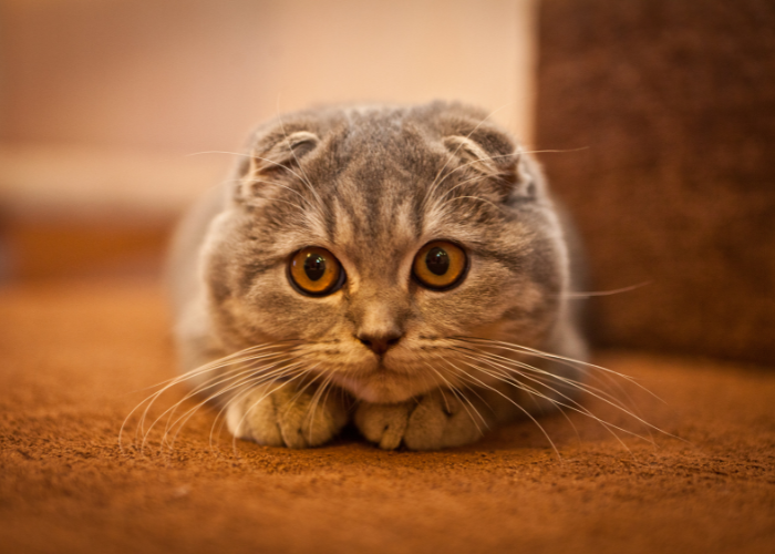 แมวพันธุ์สก็อตติช ฟอลด์ (Scottish Fold) 