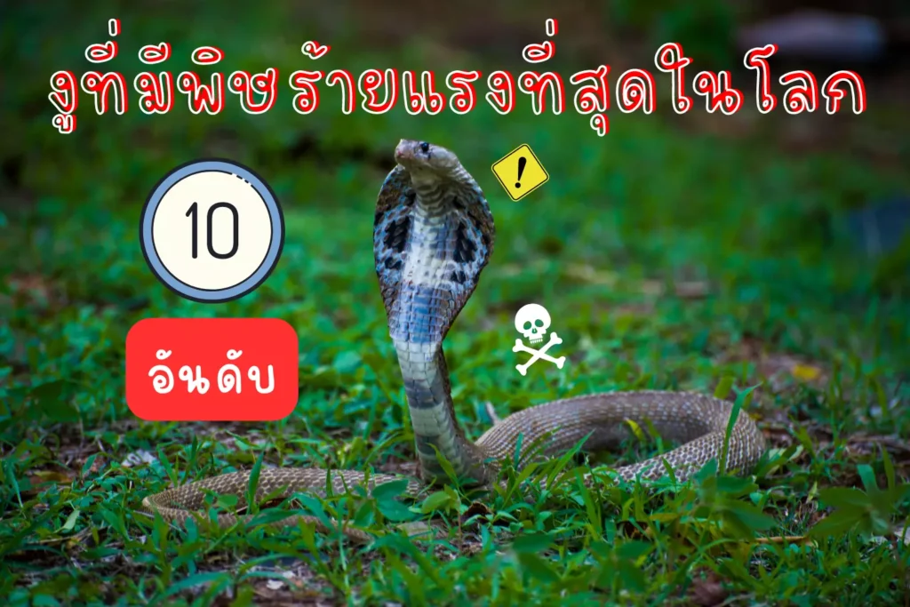 10 อันดับงูที่มีพิษร้ายแรงที่สุดในโลก