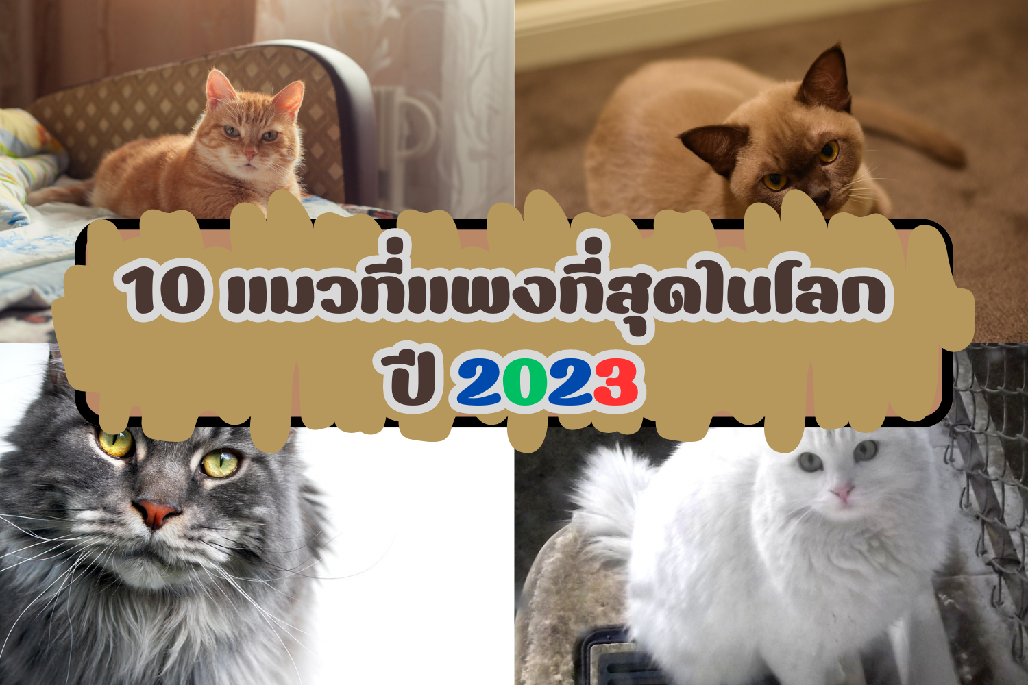 10 แมวที่แพงที่สุดในโลก ปี 2023