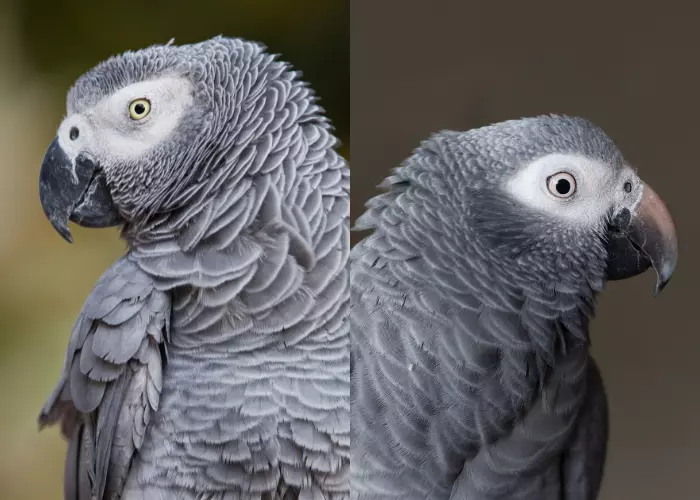 2 สายพันธุ์ของนกแก้ว African Grey