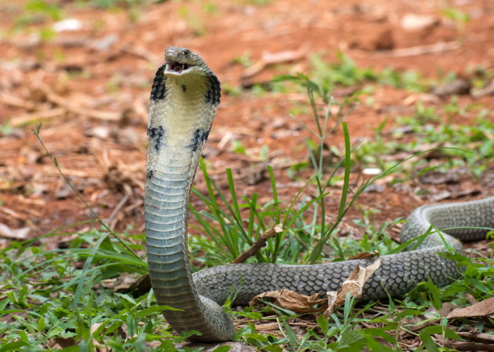 King Cobra