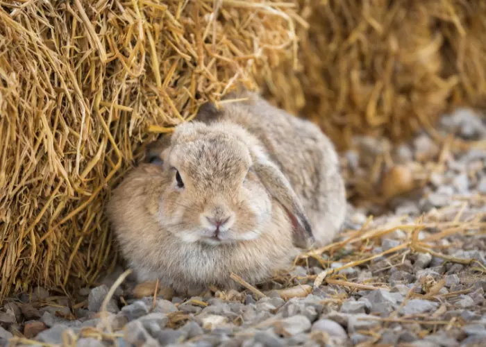 กระต่าย Holland lop