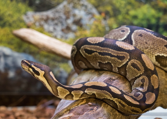 งูหลามบอล  (Ball Python)