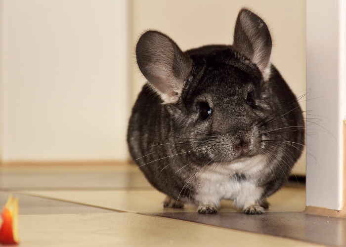 Chinchillas