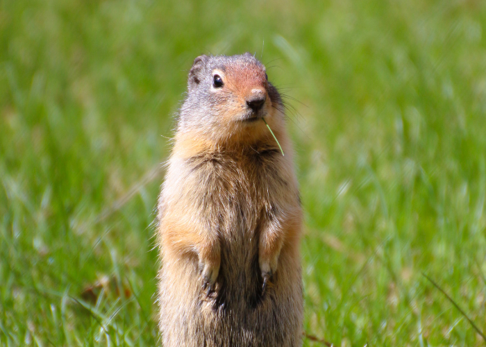 Prairie Dog