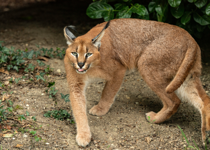 Caracals