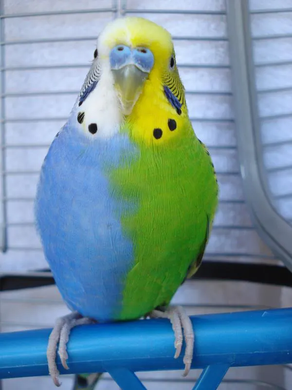 Half-sider Budgie พันธุ์หายาก