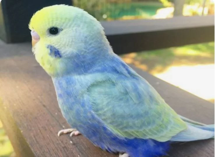 สีรุ้ง (Rainbow Budgie)