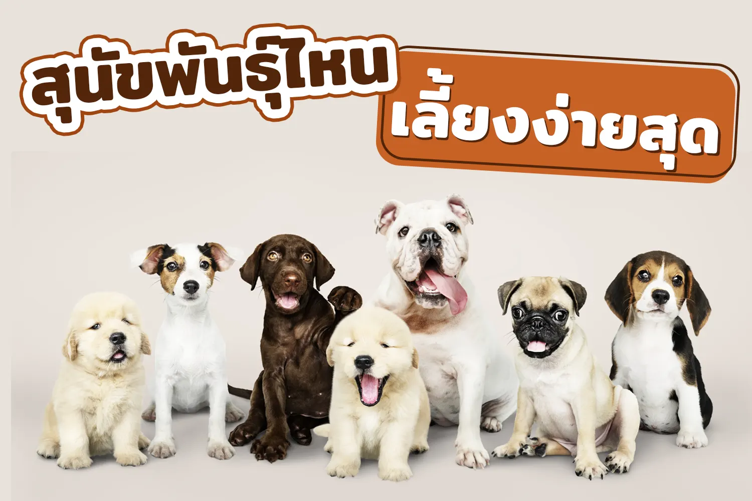 10 สายพันธุ์ สุนัขอะไรเลี้ยงง่ายที่สุด - Thailand Pet Center