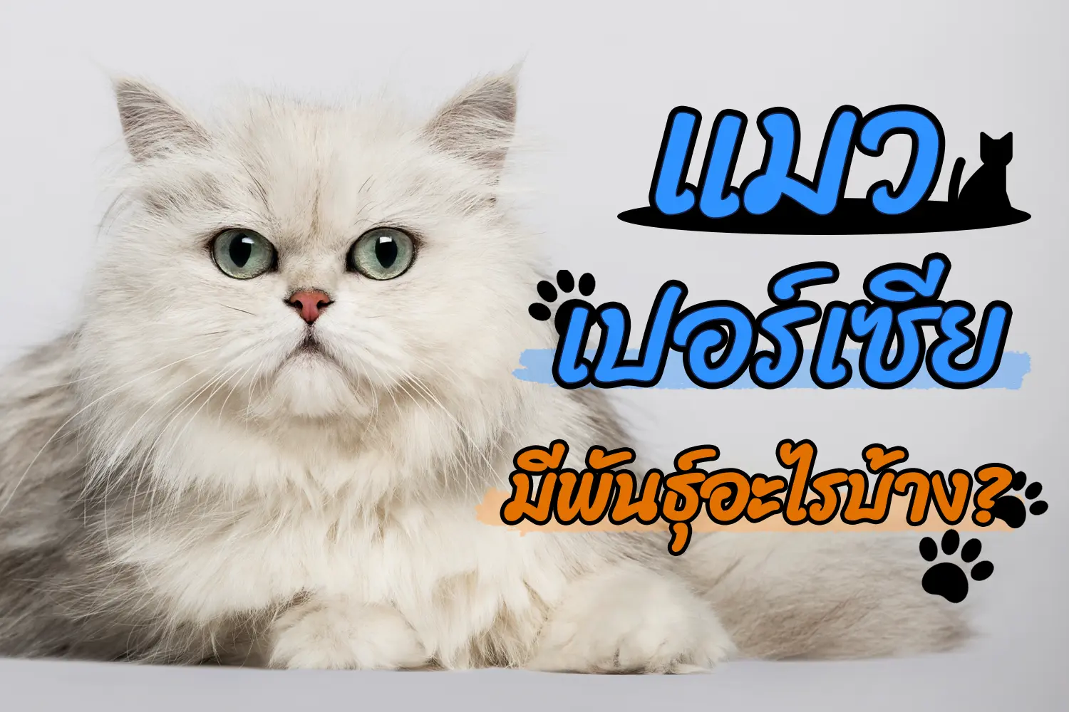 แมวเปอร์เซียพันธุ์ต่างๆ มีพันธุ์อะไรบ้าง? มีสีอะไรหายากบ้าง? - Thailand Pet  Center