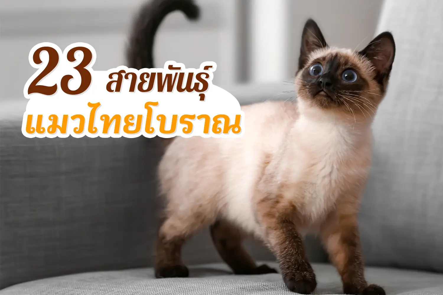 แมวไทยโบราณ 23 สายพันธุ์ - Thailand Pet Center