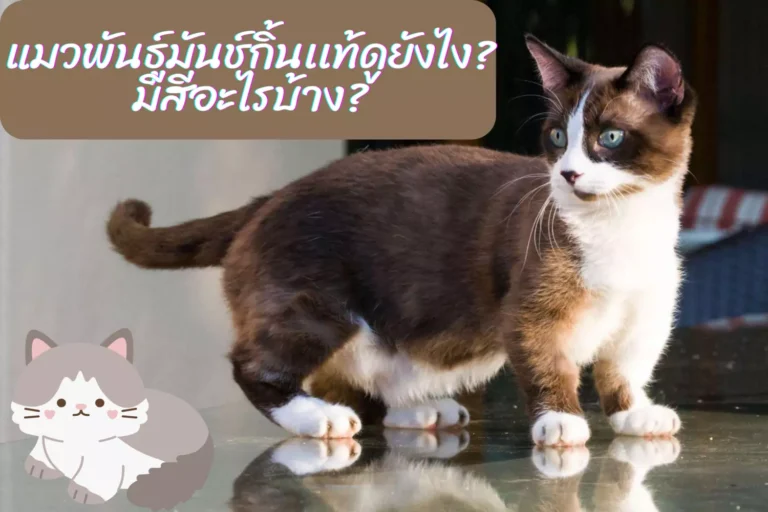 แมวพันธุ์มันช์กิ้นเเท้ดูยังไง? มีอะไรบ้าง?